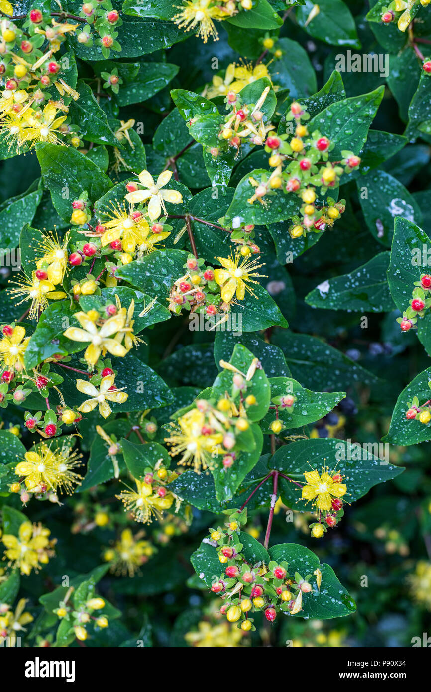 Im regen Tutsan Stockfoto