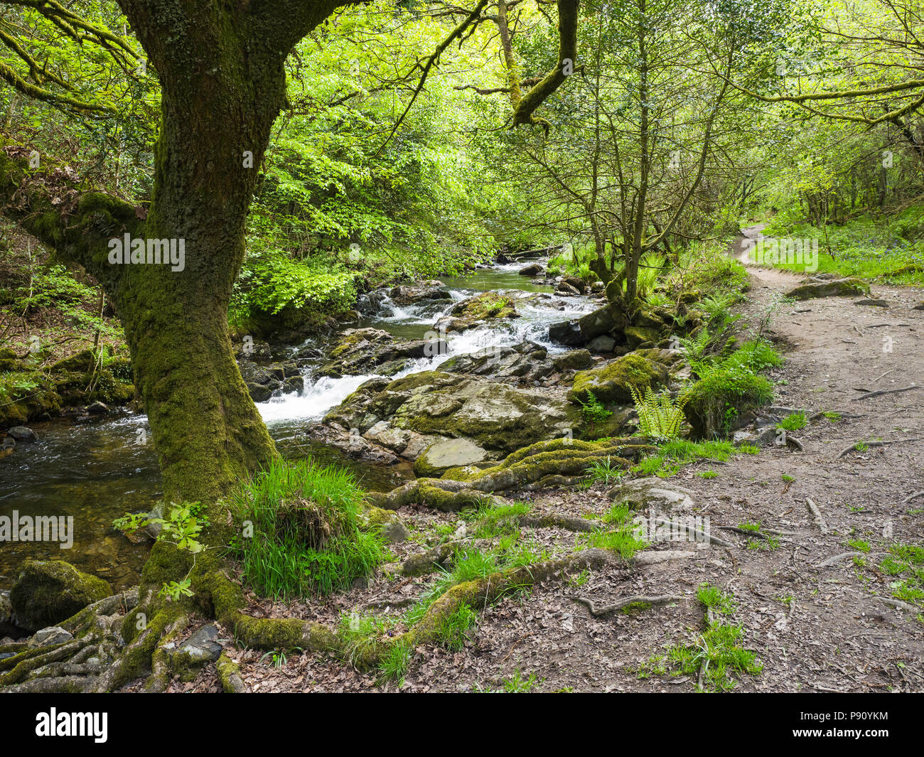 Der Osten Okement Fluss fließt nördlich von Dartmoor, durch Wälder und in der Nähe von Okehampton, wo es verschmilzt mit dem Westen Okement River. Stockfoto