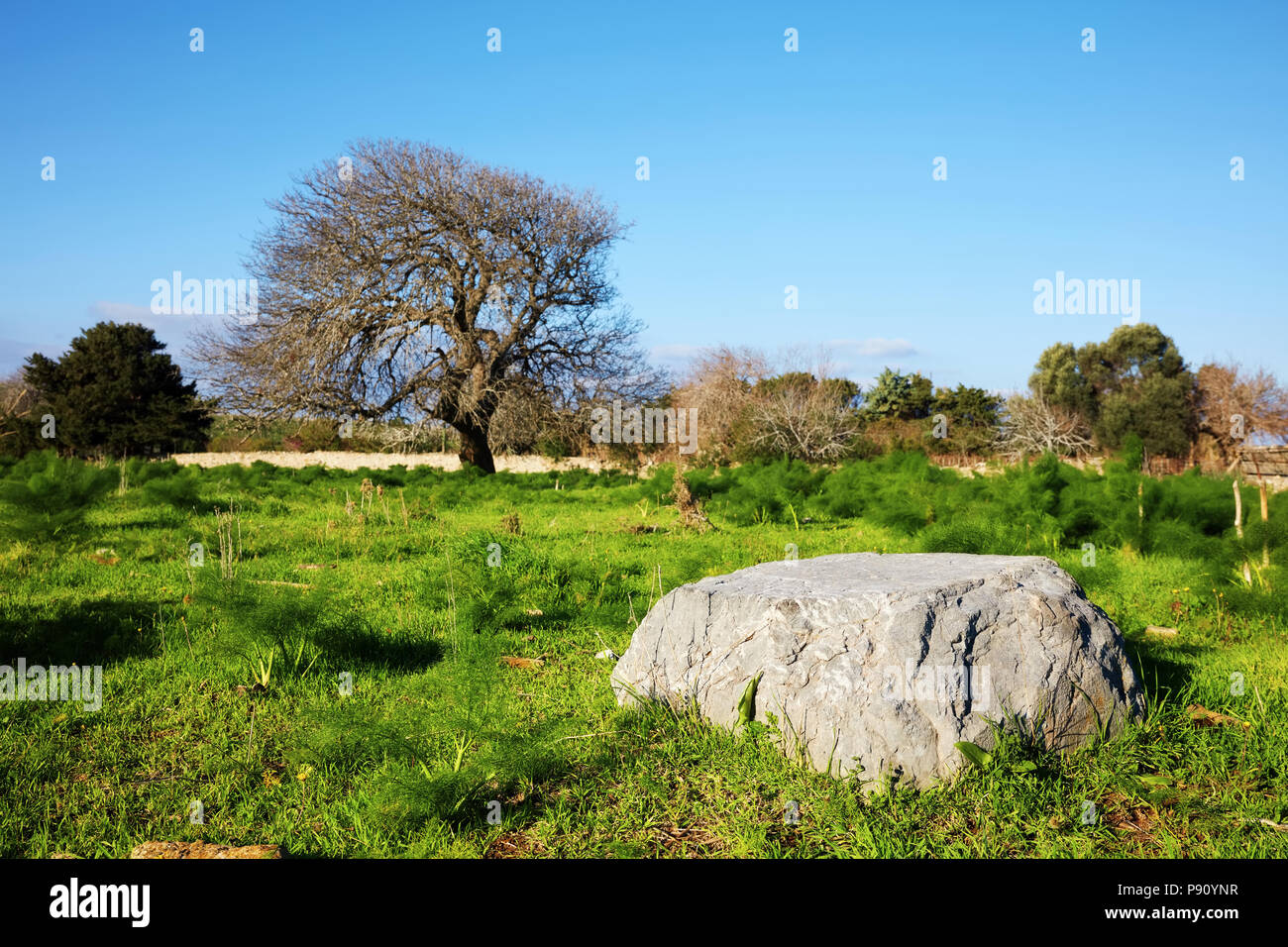 Big Rock und eine alte Eiche Baum auf einer grünen Wiese im Herbst an einem sonnigen Tag Stockfoto