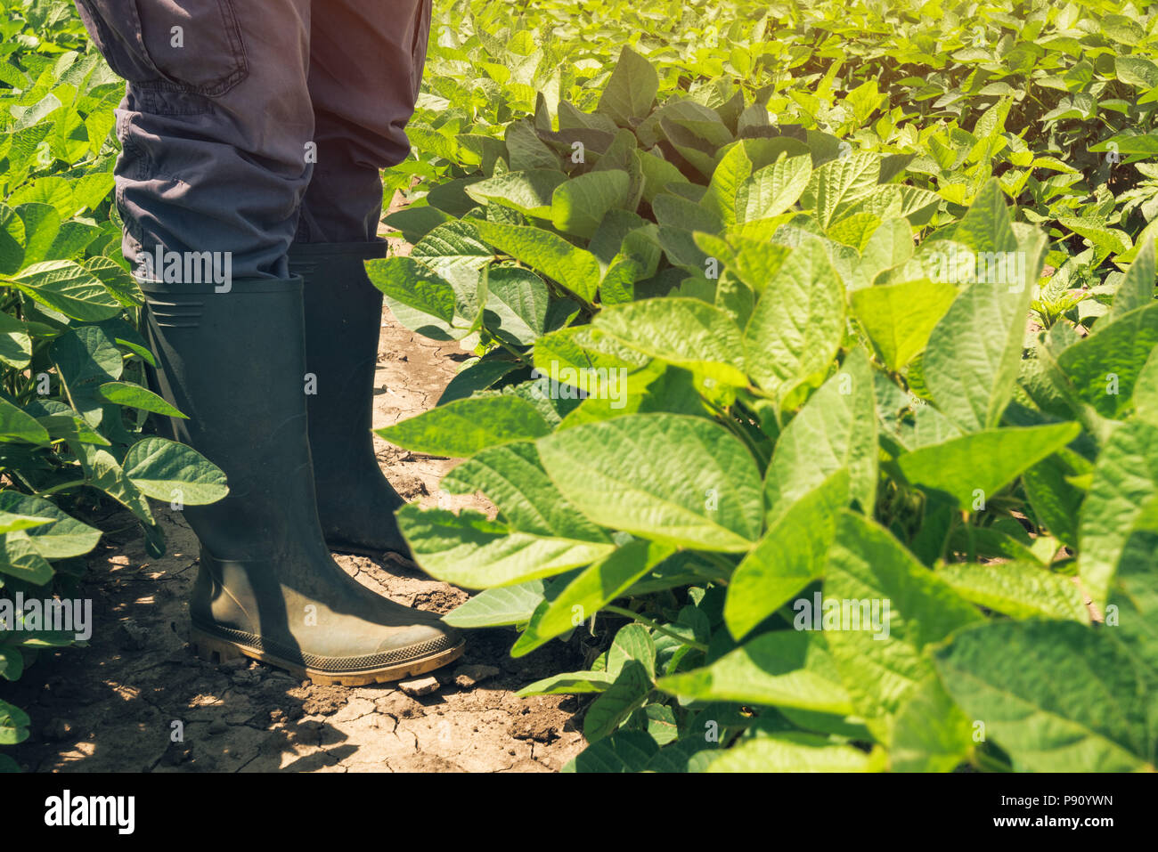 Landarbeiter, die in Soja Feld und mit Blick auf die Plantage. Agronom Kontrolle Soja angebaut im Feld. Stockfoto