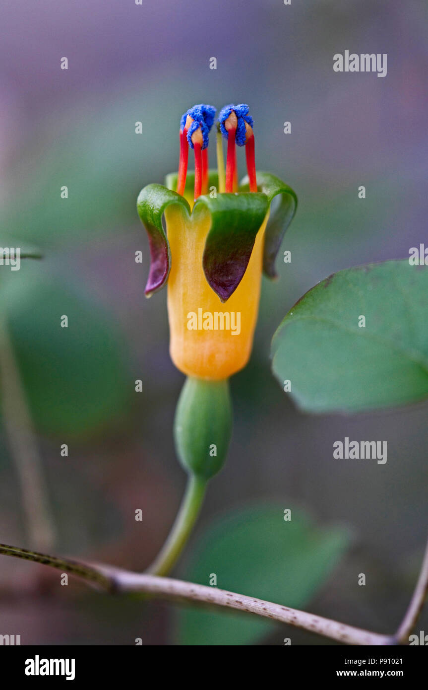 In der Nähe des bunten Pinkfarbene procumbens Stockfoto