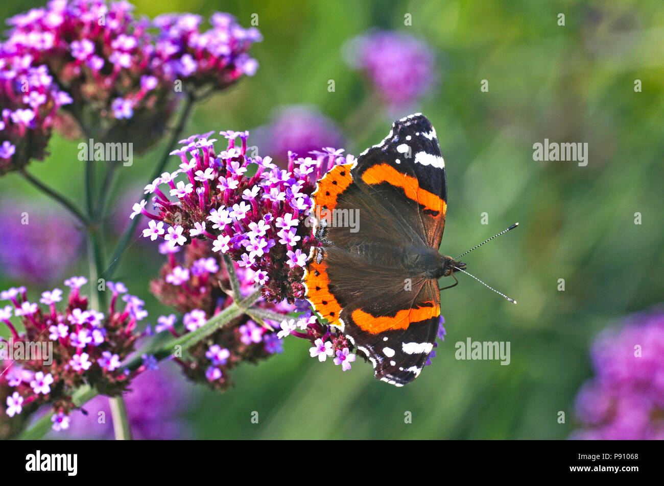 Red Admiral Schmetterling auf einer Verbena Bonariensis in einem Cottage Garden Stockfoto