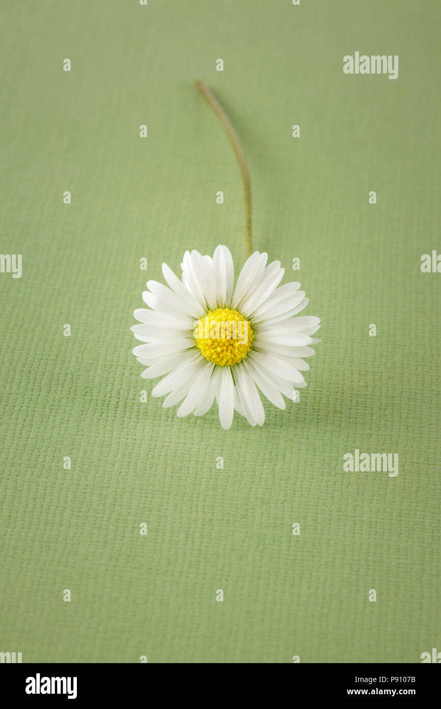 Eine gemeinsame Daisy auf grünem Hintergrund Stockfoto