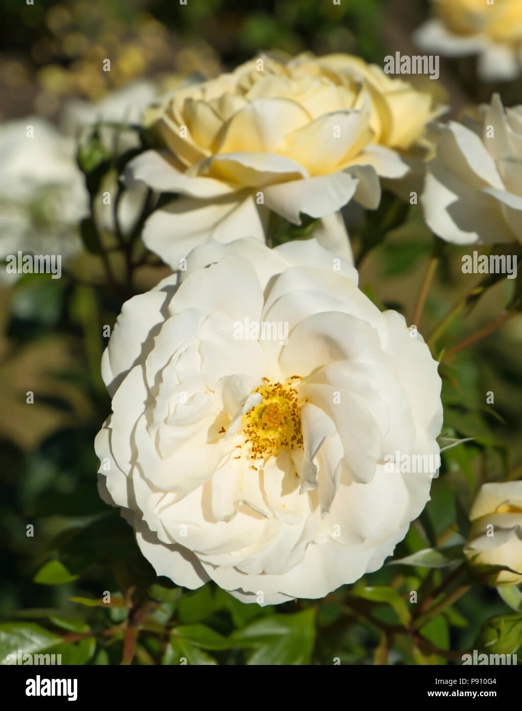 Eine weiße Rose Blüte mit verschwommenen Hintergrund Stockfoto