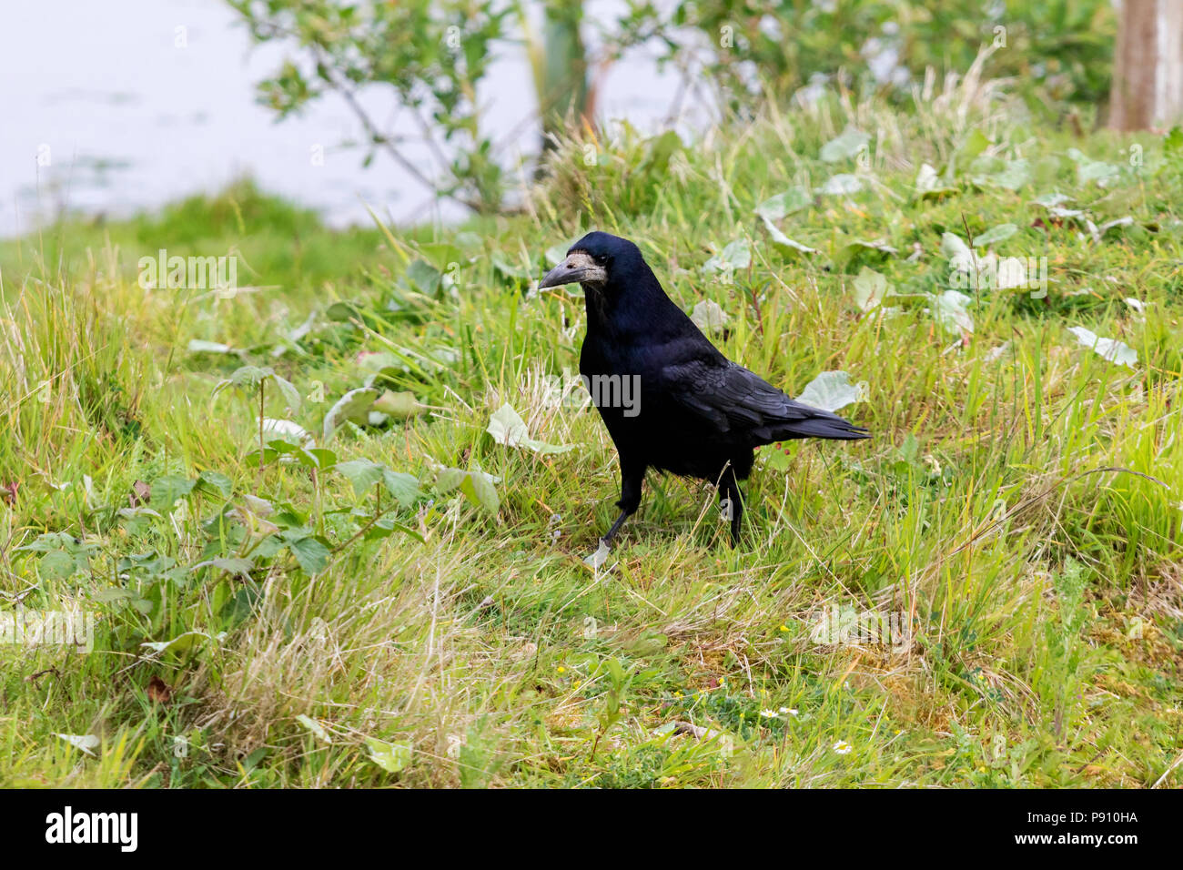 Rook Corvus frugilegus Stockfoto