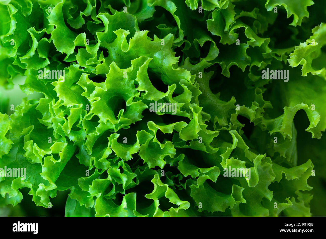 Essen Hintergrund Konzept mit closeup frisch und grün Salat Stockfoto
