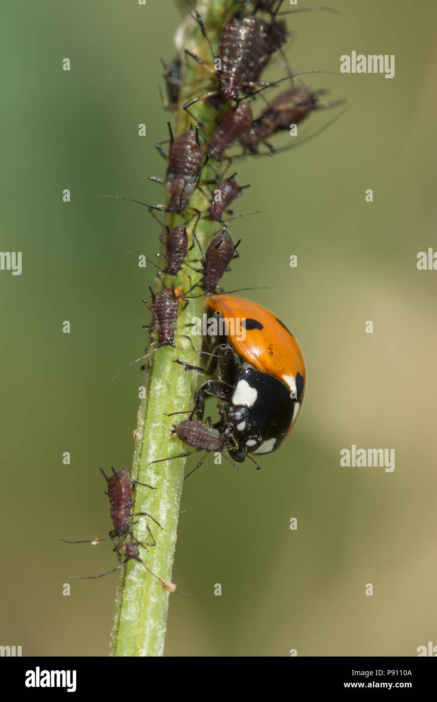 7 Punkt Marienkäfer (Coccinella septempunctata) Fütterung auf einen Eiskaffee auf eine Pflanze, um Stammzellen Stockfoto