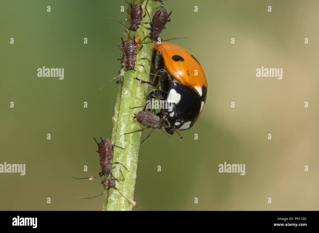 7 Punkt Marienkäfer (Coccinella septempunctata) Fütterung auf einen Eiskaffee auf eine Pflanze, um Stammzellen Stockfoto