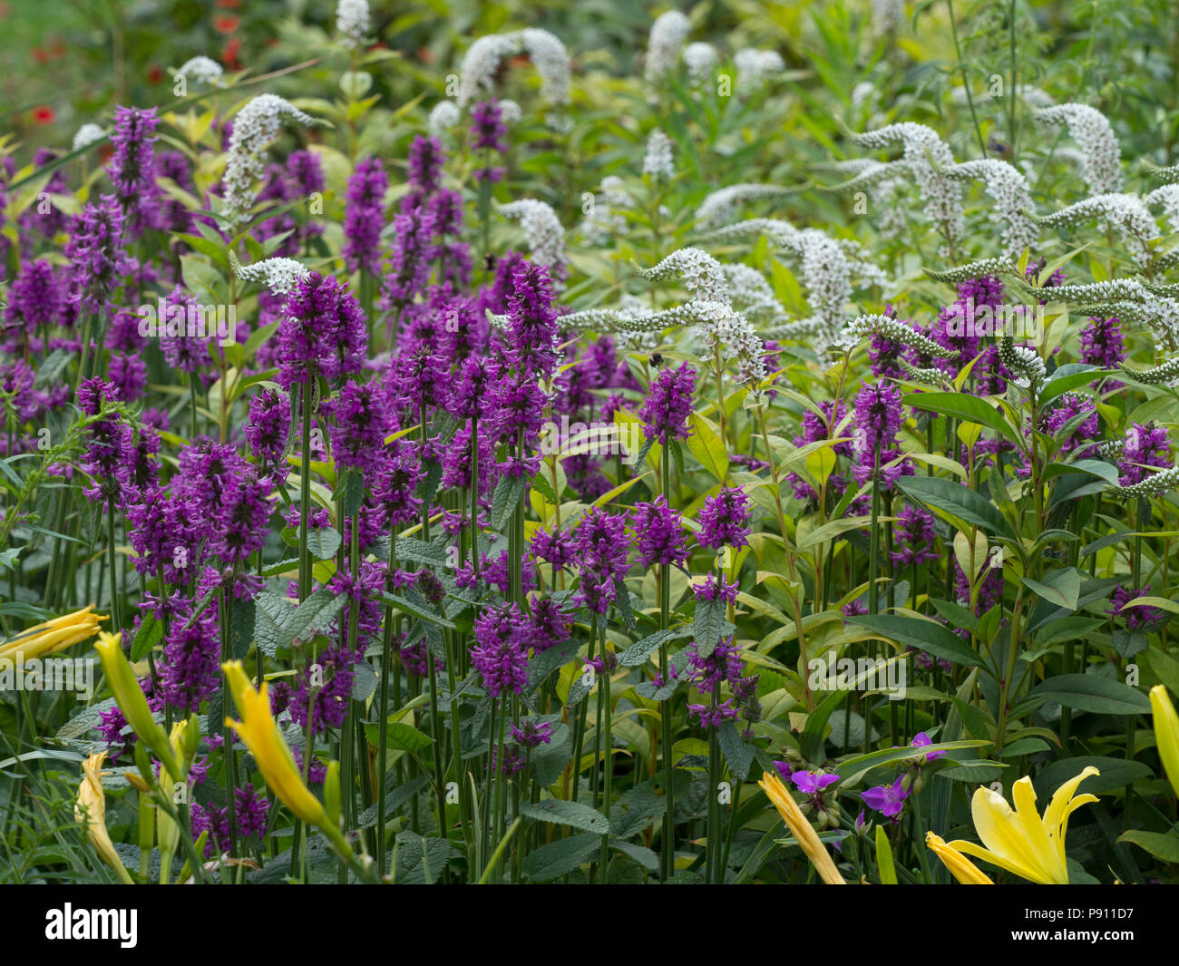 Betony 'Hummelo' Stachys monieri im Garten Grenze Stockfoto