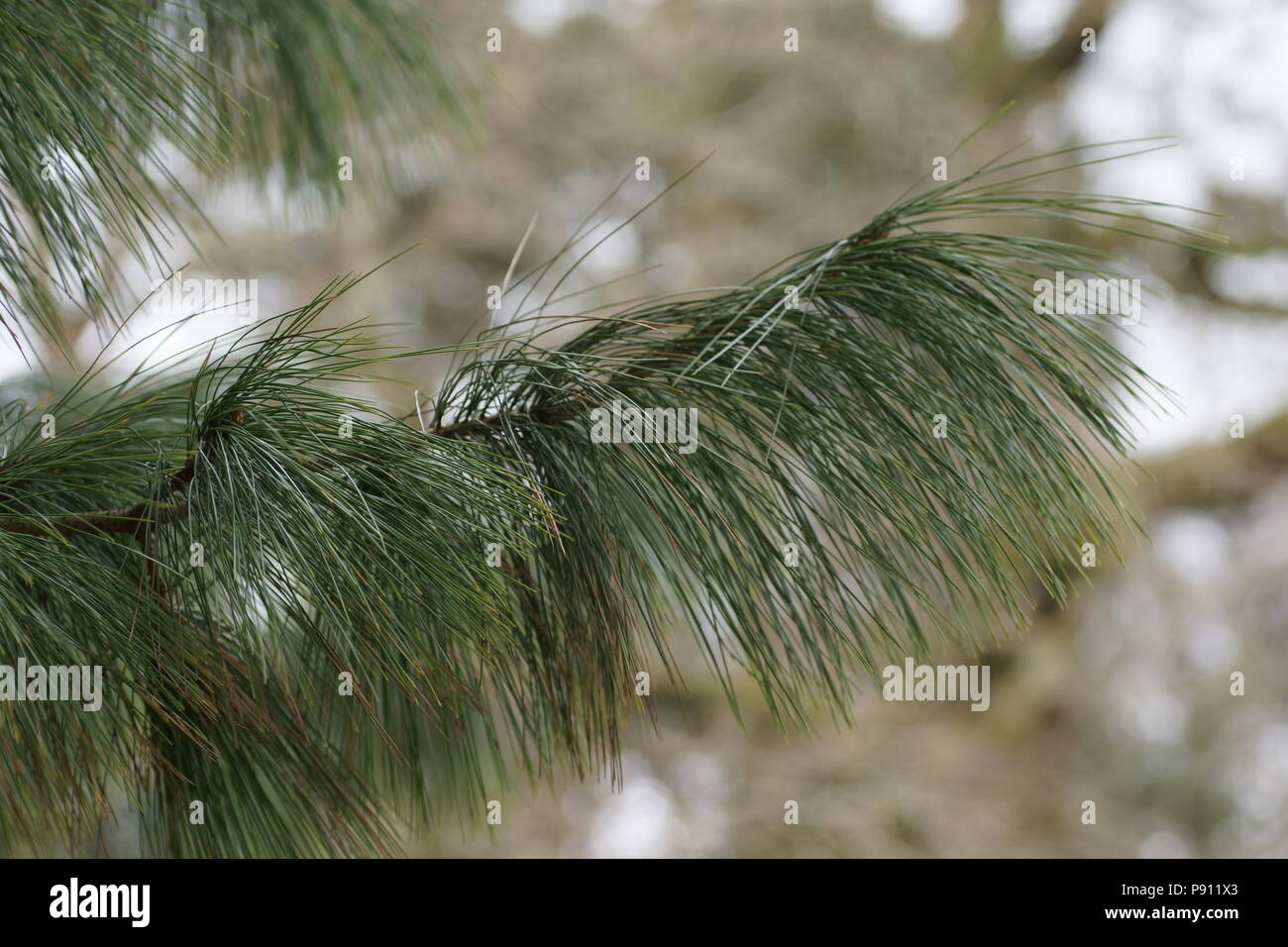 Pinus wallichiana an Clyne Gärten, Swansea, Wales, UK. Stockfoto