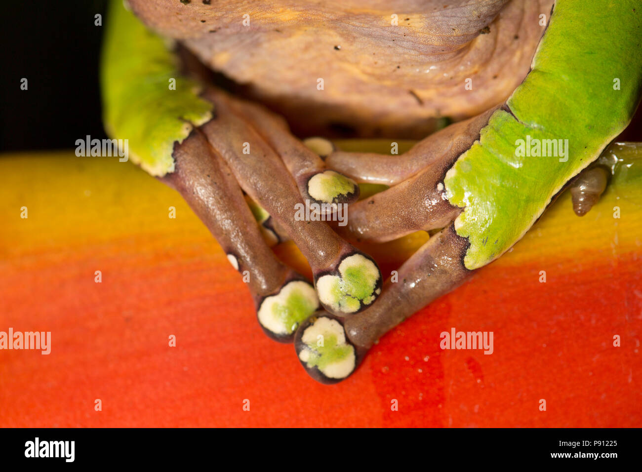 Ein großer Laubfrosch im Dschungel von Suriname in der Nähe von Bakhuis zeigt eine Nahaufnahme von den vorderen Fuß/Pfoten. Die Forschung weist darauf hin, dass Dies ist Phyllomedusa Stockfoto