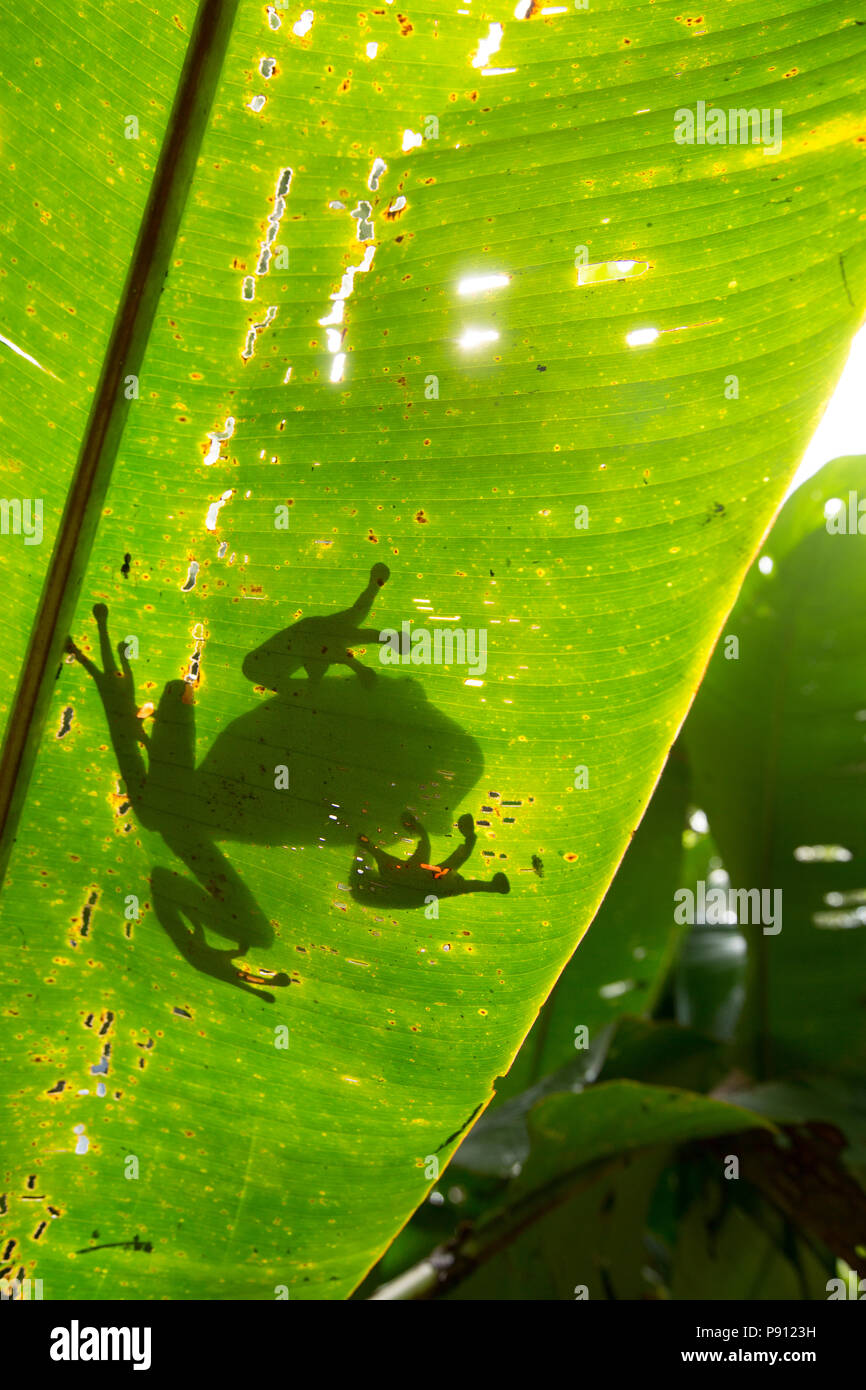 Ein großer Laubfrosch im Dschungel von Suriname in der Nähe von Bakhuis hier durch einen palm leaf gesehen. Die Forschung weist darauf hin, dass Dies ist Phyllomedusa bicolor, Umgebungslichtsensor Stockfoto