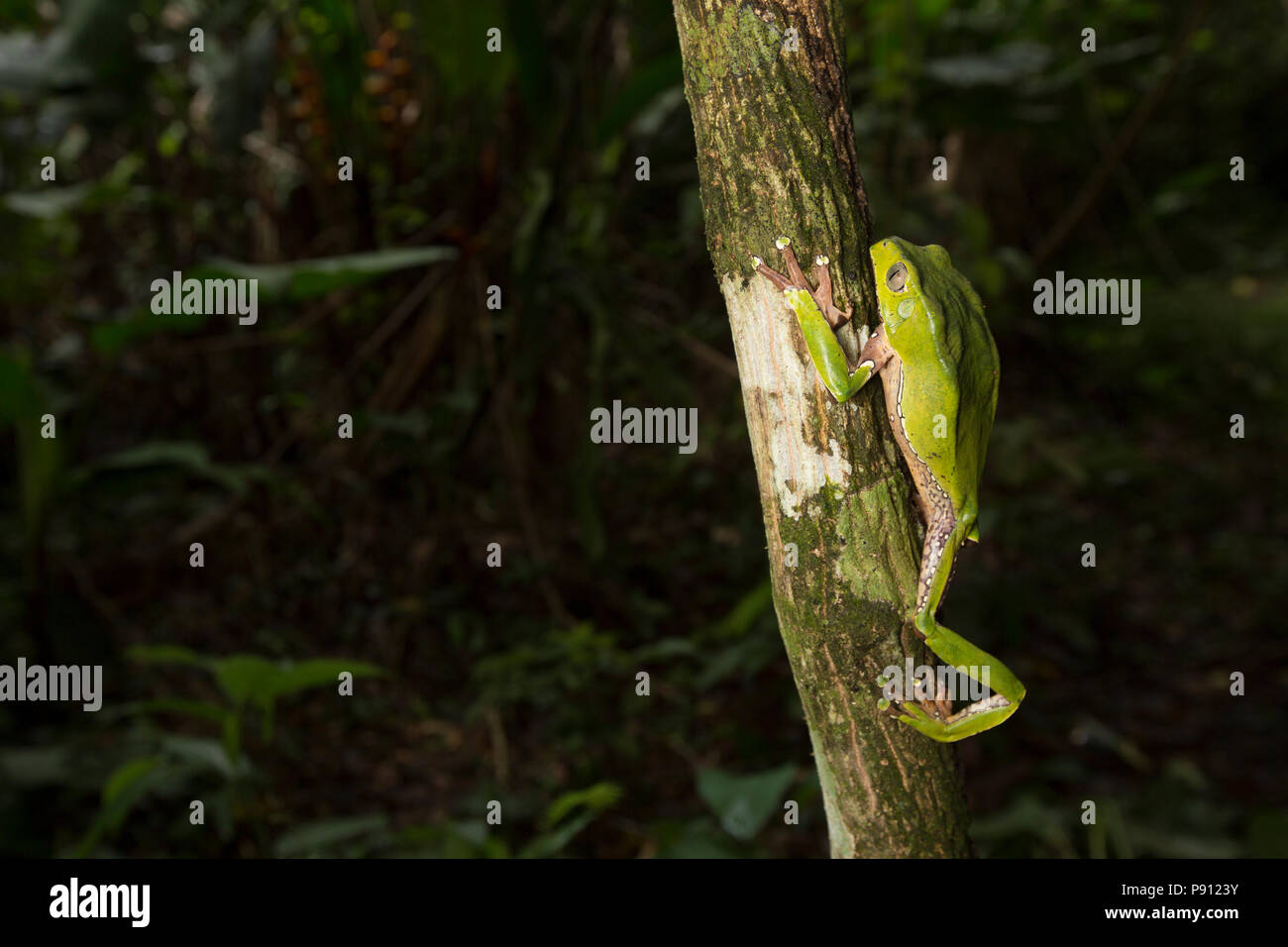 Ein großer Laubfrosch im Dschungel von Suriname in der Nähe von Bakhuis auf einen Baum. Die Forschung weist darauf hin, dass Dies ist Phyllomedusa bicolor, auch bekannt als die Stockfoto