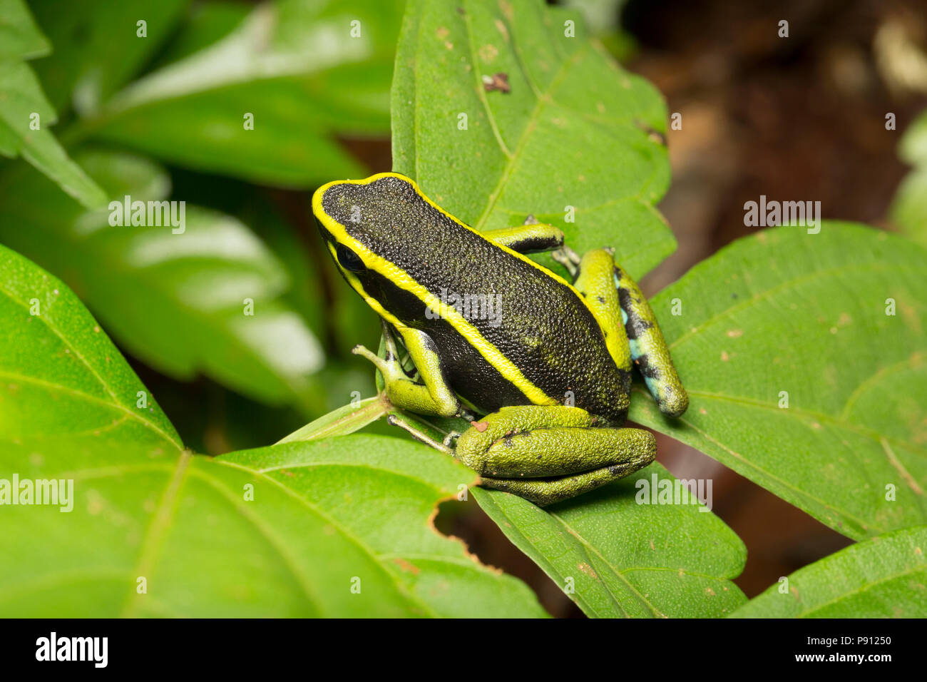 Drei gestreifte Pfeilgiftfrosch, oder Poison dart Frog, Ameerega trivittata, im Dschungel von Suriname in der Nähe von bakhuis fotografiert. Suriname ist bekannt für seine Stockfoto