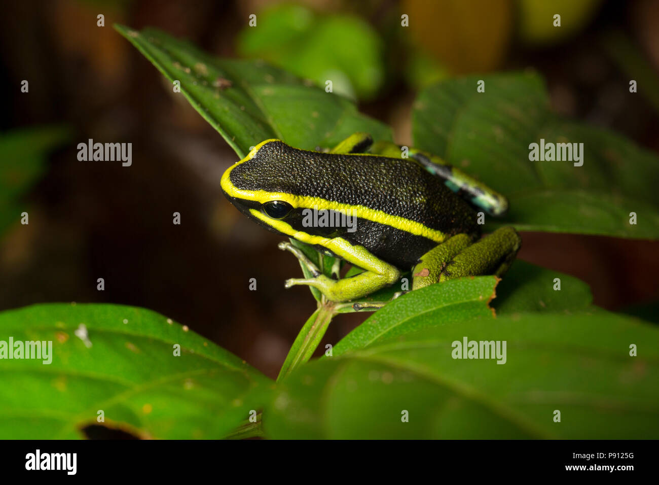Drei gestreifte Pfeilgiftfrosch, oder Poison dart Frog, Ameerega trivittata, im Dschungel von Suriname in der Nähe von bakhuis fotografiert. Suriname ist bekannt für seine Stockfoto