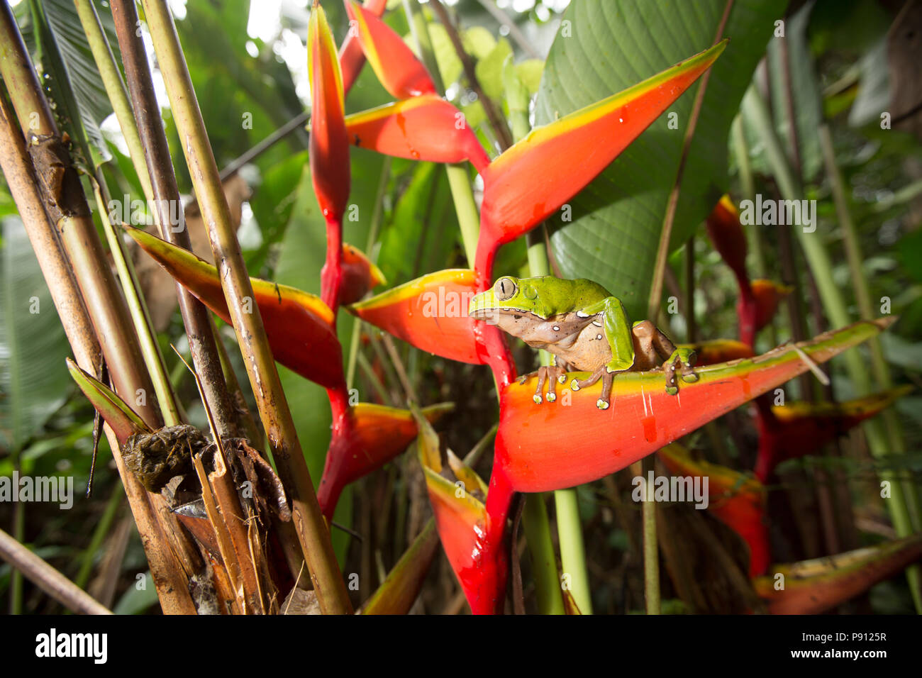 Ein großer Laubfrosch im Dschungel von Suriname in der Nähe von Bakhuis. Die Forschung weist darauf hin, dass Dies ist Phyllomedusa bicolor, auch als die riesigen Affen fr bekannt Stockfoto