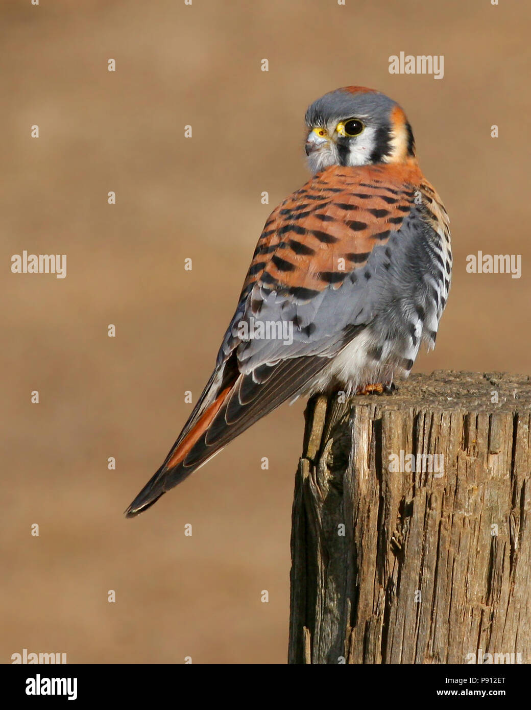 Amerikanische Kestrel (männlich) - in der Nähe von Brandon, South Dakota, USA Stockfoto