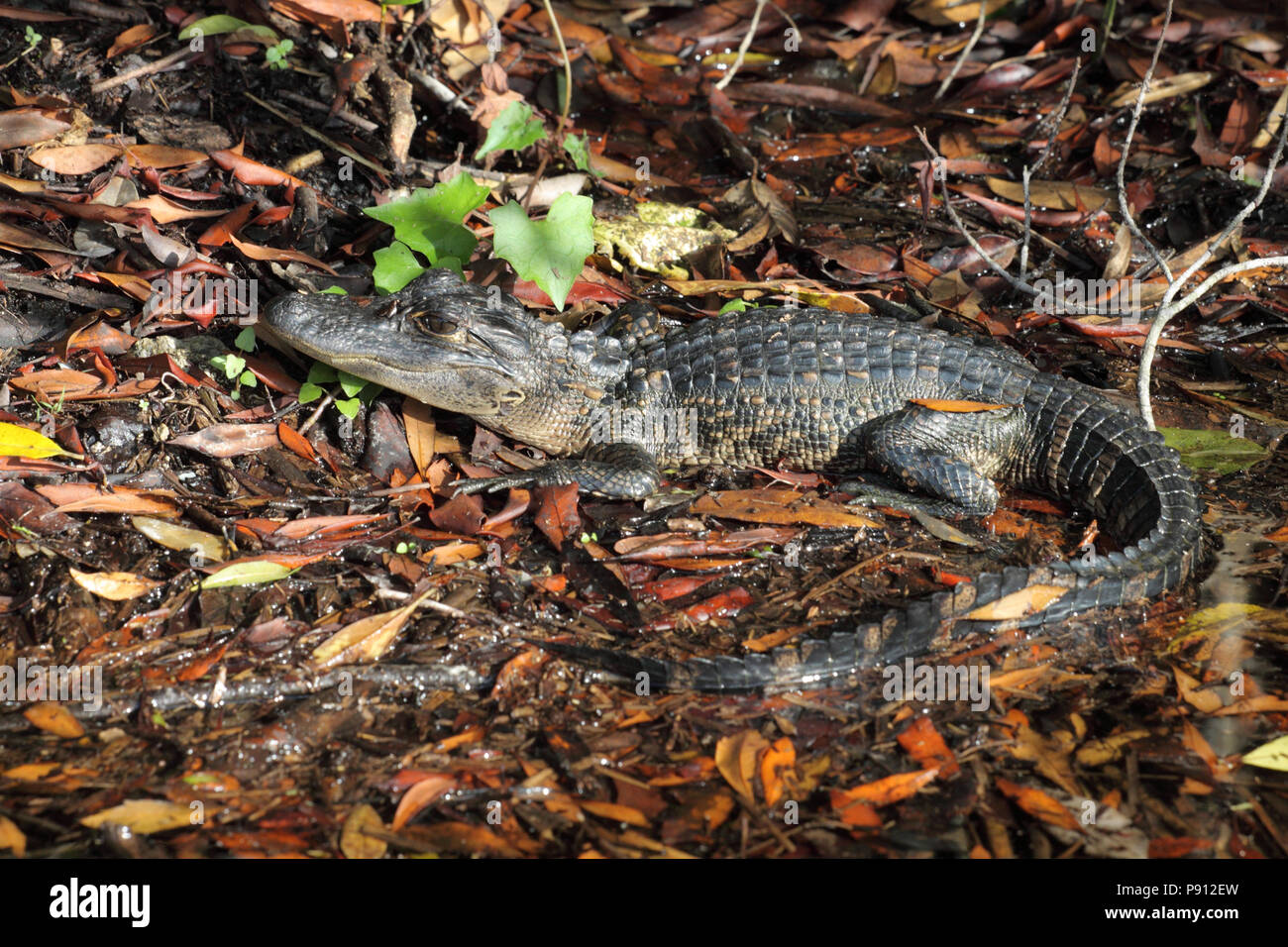 Alligator Dezember 10th, 2012 der Everglades National Park, Florida Stockfoto