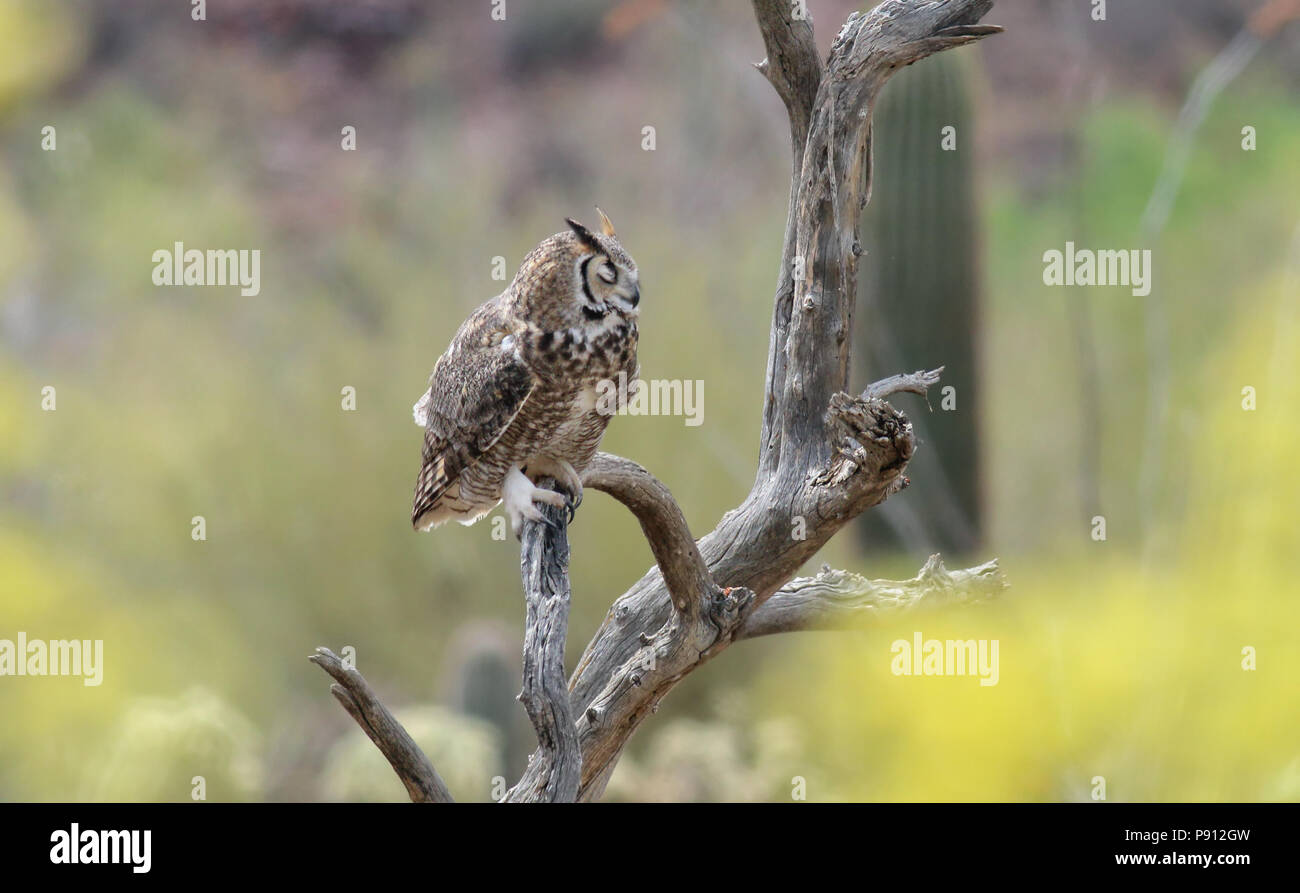 Great Horned Owl April 19th, 2014 Sonora Desert Museum, Tucson, Arizona Stockfoto