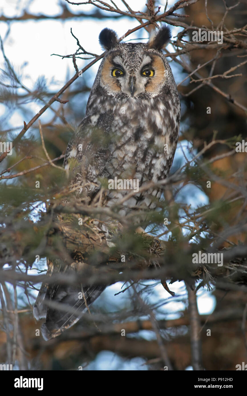 Waldohreule November 26th, 2007 Big Sioux Erholungsgebiet in Brandon Stockfoto