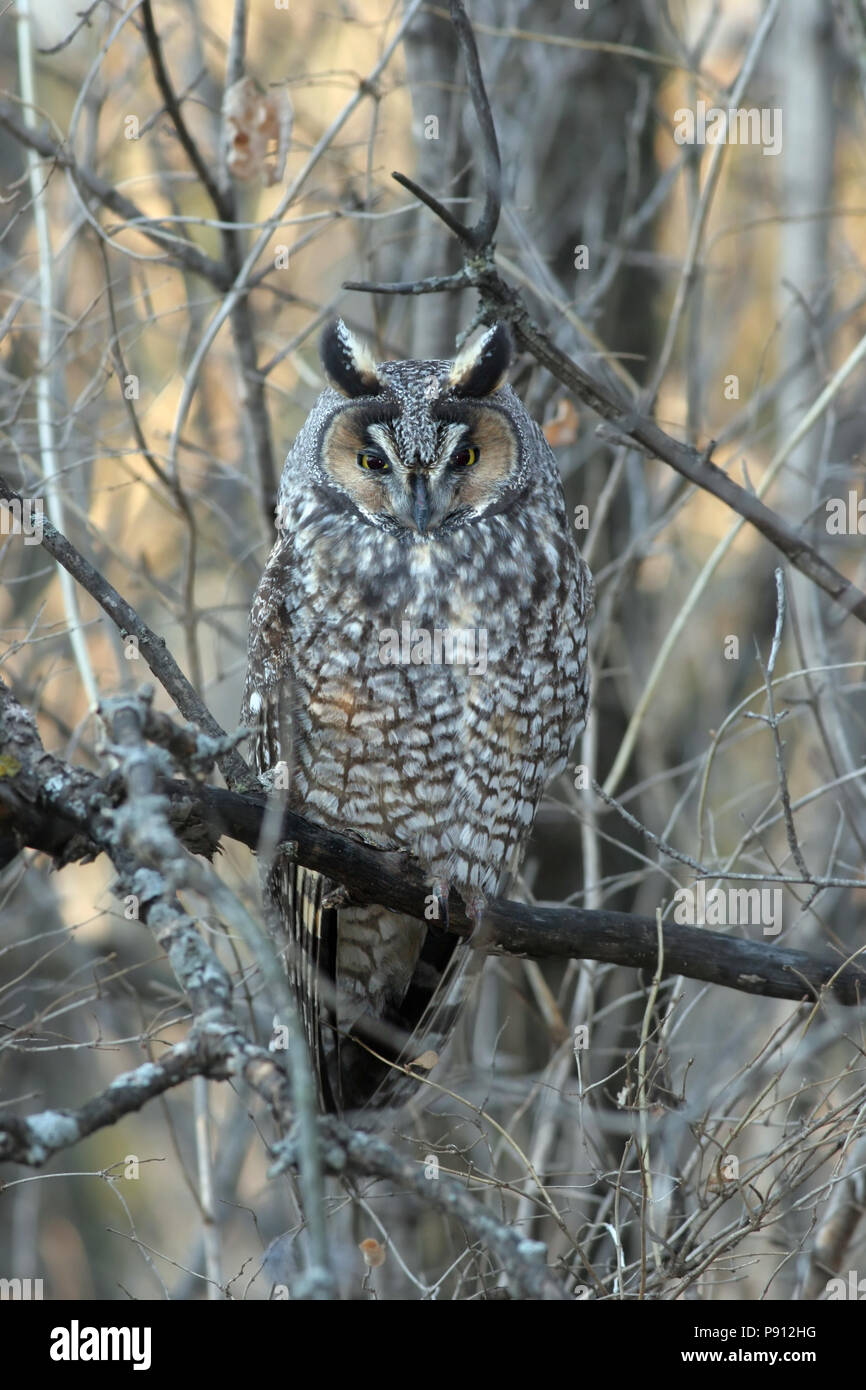 Waldohreule November 26th, 2007 Big Sioux Recreation Area in der Nähe von Brandon, South Dakota Stockfoto
