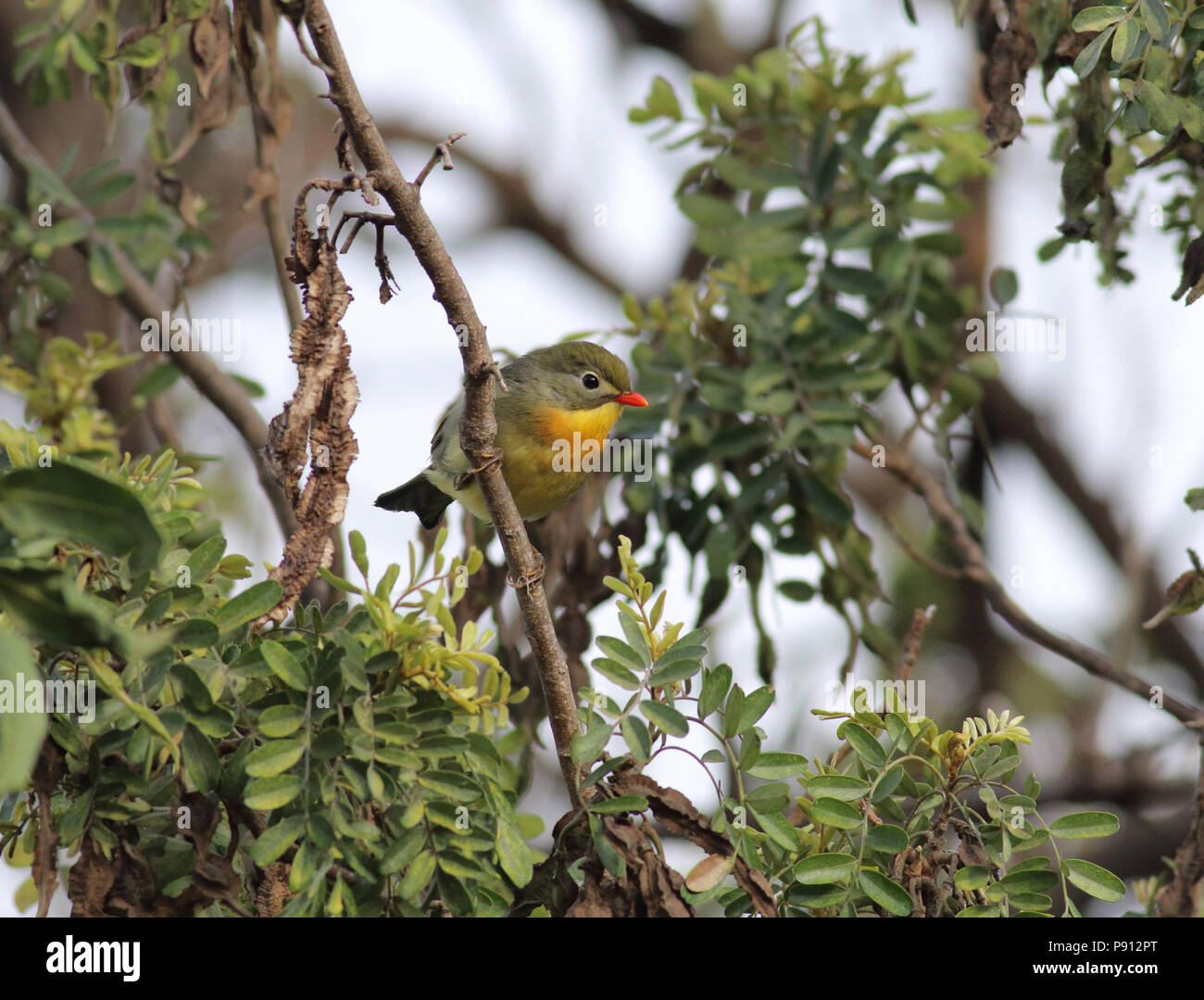 Rot - Leiothrix August 2nd, 2017 Hawai'i Stockfoto