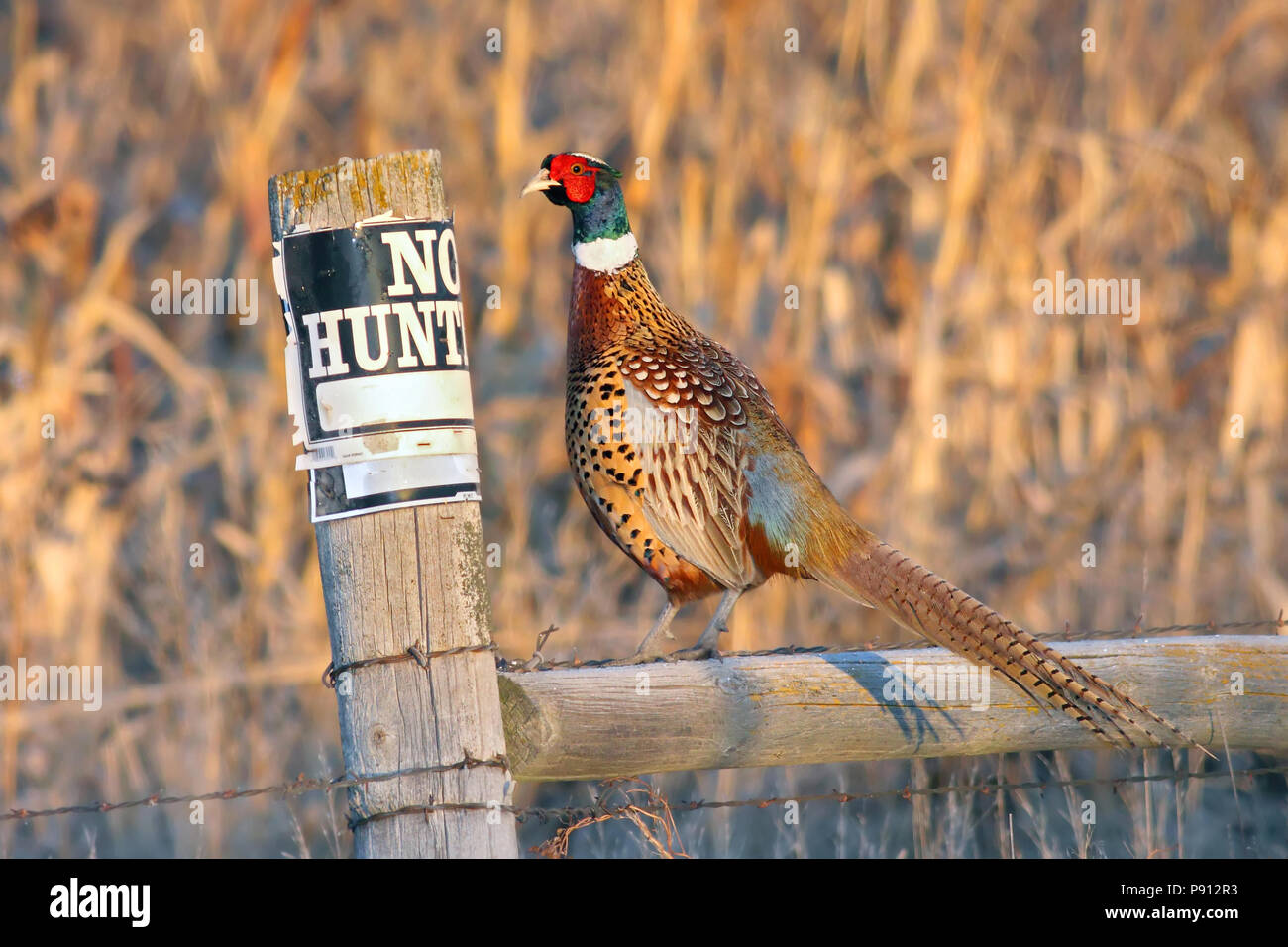Ring-necked Pheasant neben "Keine Jagd'-Zeichen, 26. November 2008 Lyman County, South Dakota Stockfoto