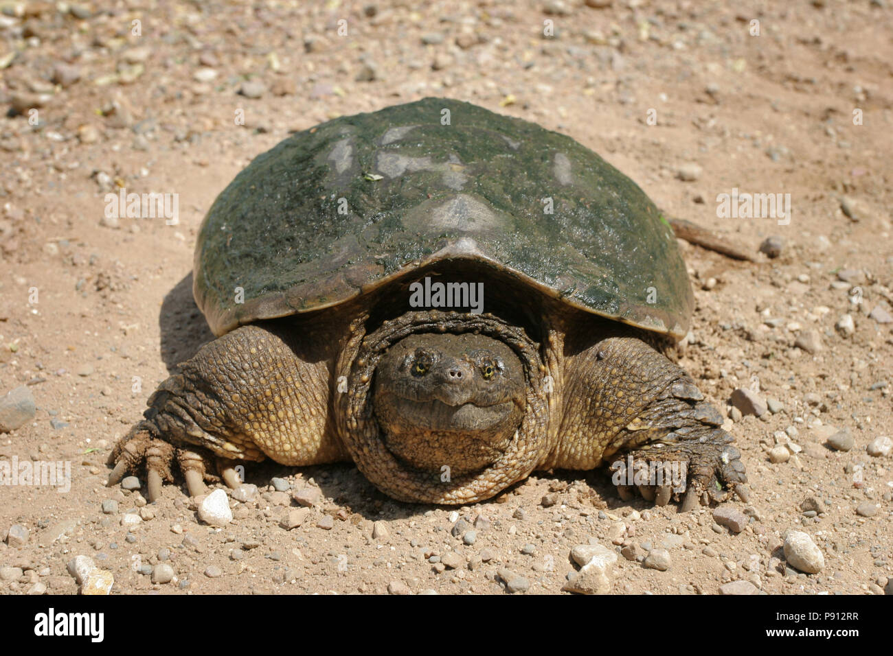 Snapping Turtle Mai 14th, 2007 Minnehaha County, South Dakota Stockfoto