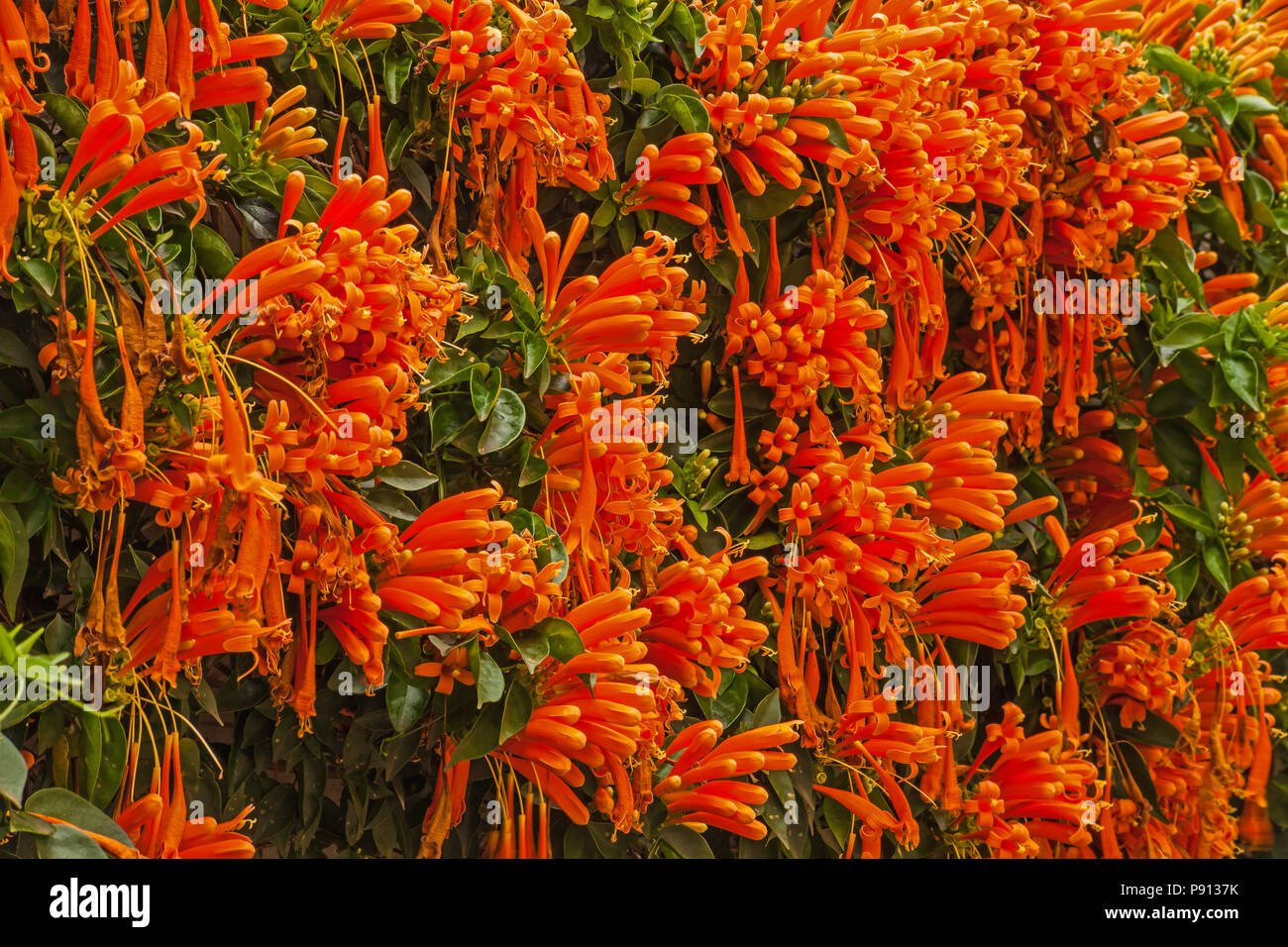Eine Wand der hellen orange Blumen 3 Stockfoto