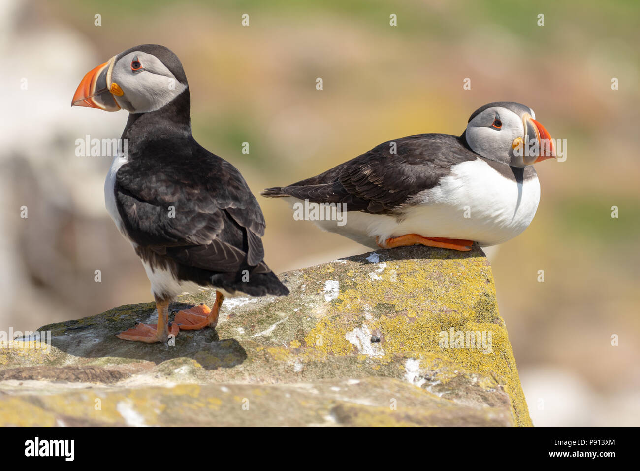 Zwei atlantischen Papageientaucher auf einen Felsen auf die Farne Islands Stockfoto