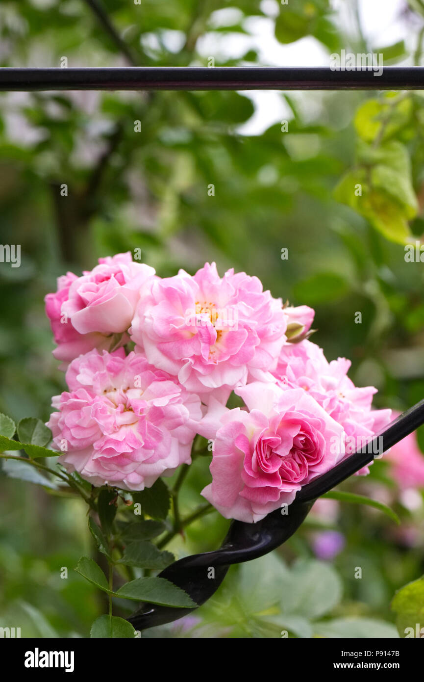 Rosa 'Dorothy Perkins' Blumen. Rambling Rose. Stockfoto
