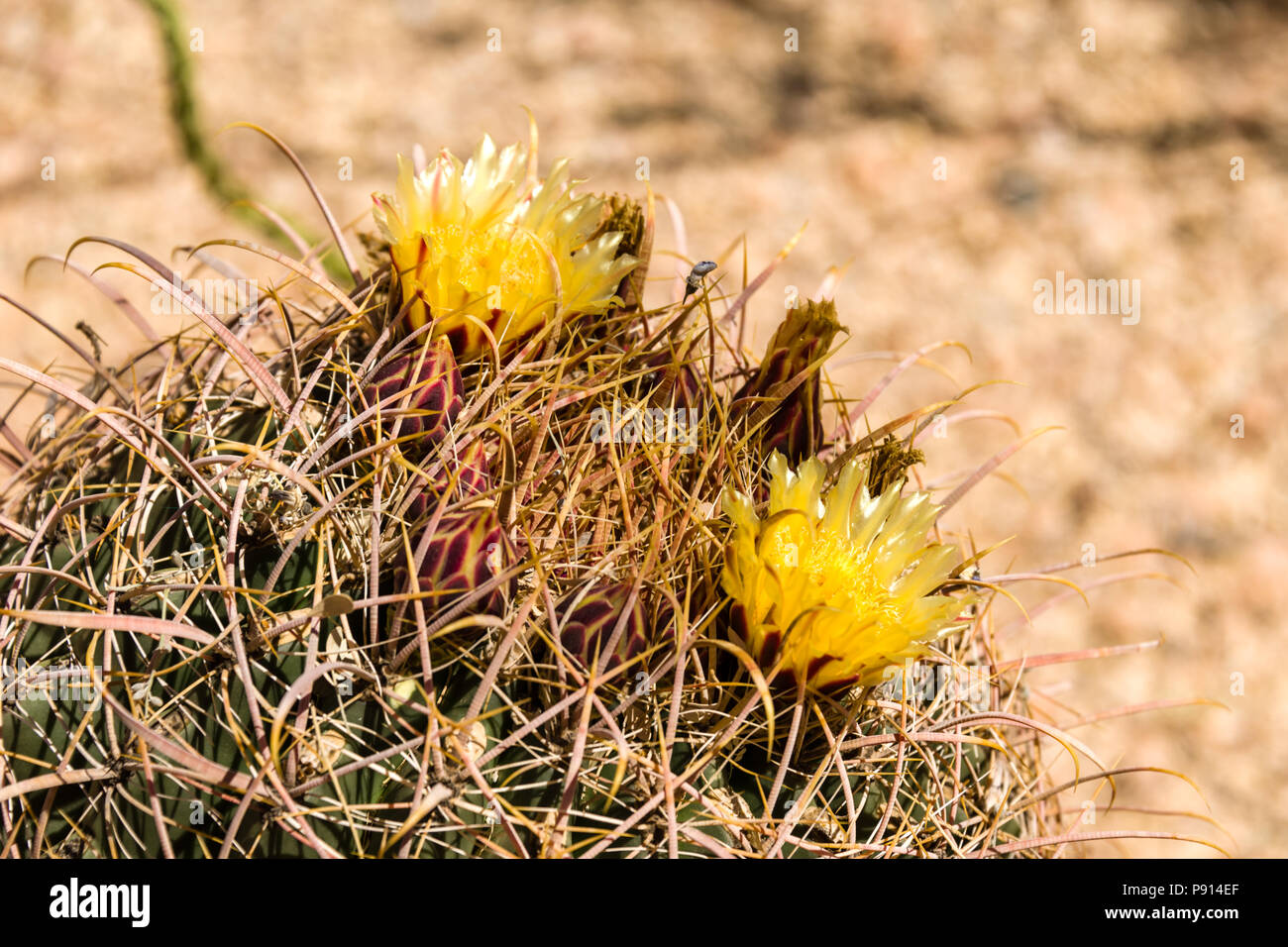 Kompass Barrel Cactus Blüten Stockfoto