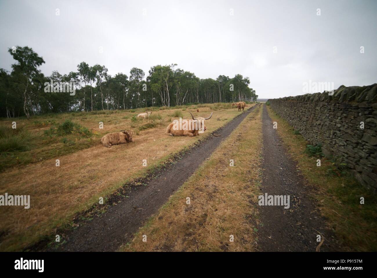 Highland Kühe mit Kalb und Stiere auf dem Feld liegend im Peak District Mauren. Die Straße führt durch das Ackerland. Stockfoto