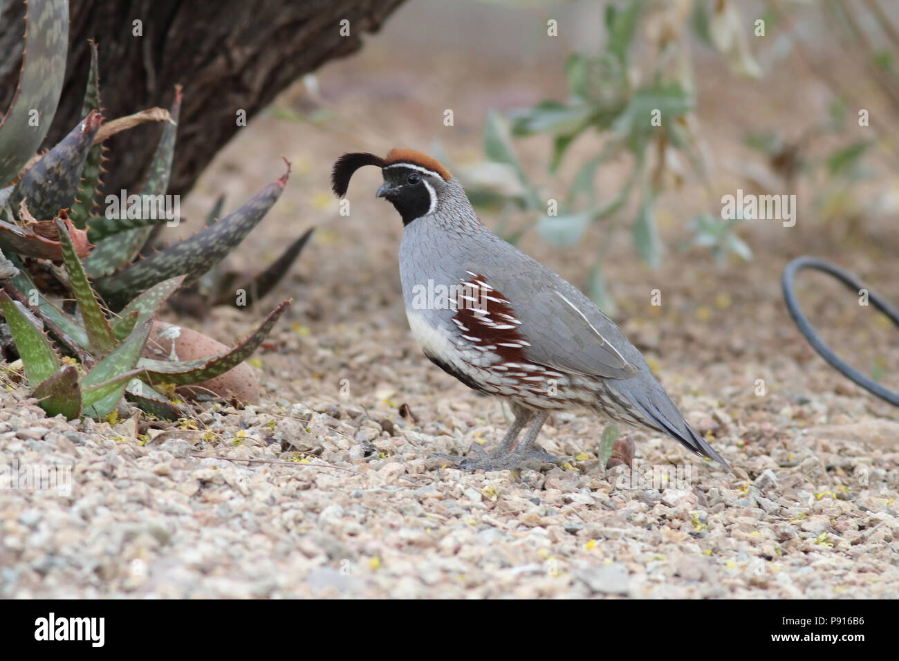 Gambel's quail April 18th, 2014 Hacienda Del Desierto, Tucson, Arizona Stockfoto