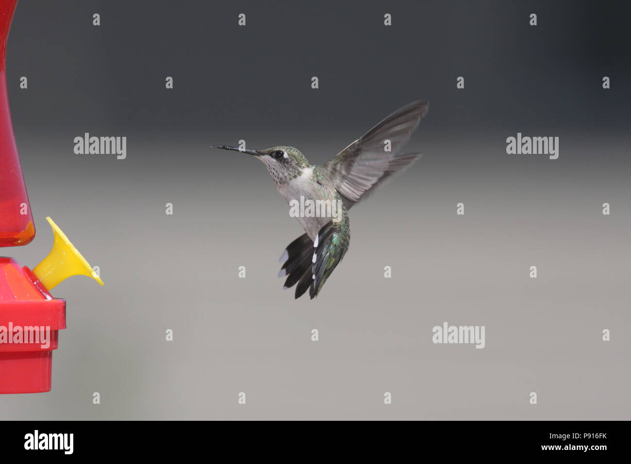 Ruby-throated hummingbird 23. August, 2008 Unser Haus in Brandon Stockfoto