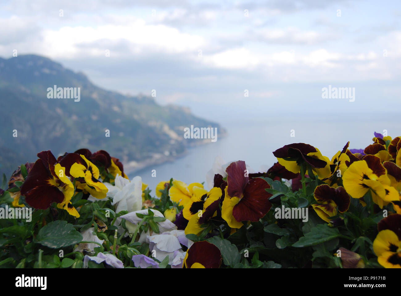 Bunte Stiefmütterchen Blumen in Blumenbeeten der Gärten von Ravello, Amalfi Küste, Italien Stockfoto