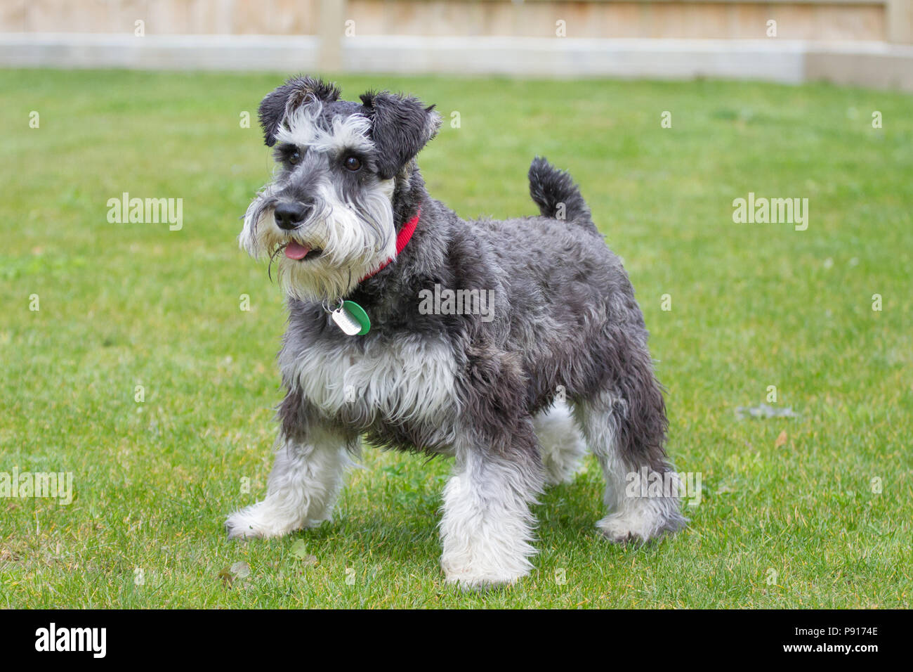 Alert Miniatur Schnauzer steht tagsüber auf üppigem grünem Gras Stockfoto