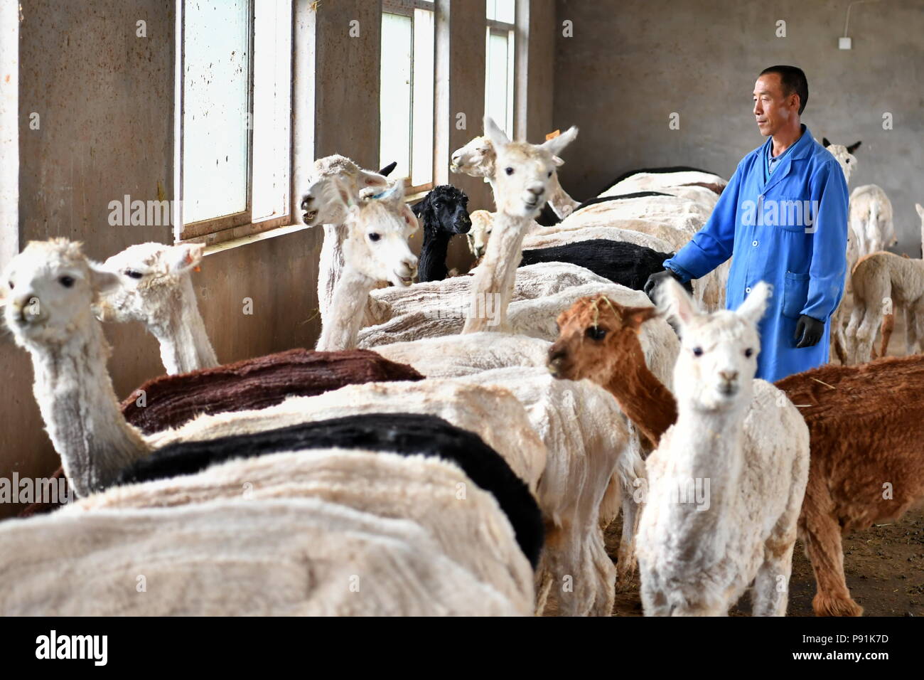 (180714) - YANGQU, Juli 14, 2018 (Xinhua) - Liu Xuerong Feeds die Alpakas mit Futter auf der Alpaka Zucht in Yangqu County im Norden der chinesischen Provinz Shanxi, 10. Juli 2018. Liu Xuerong, einem verarmten Bauern aus Pingli Dorf Yangqu Grafschaft, hat noch nie etwas von Reich mit einer Herde von niedlichen Alpakas geträumt. Im Jahr 2014, als eine Zucht base der Tausend Alpakas gebaut wurde, Liu gestartet Einschiffen auf der Kultivierung die Australien stammen, Alpakas. Die Zucht Basis macht einen Profit von cub Zucht, wolle Produkte und Tourismus von Alpaka beobachten. Liu entsprechend verdient eine monatliche wag Stockfoto