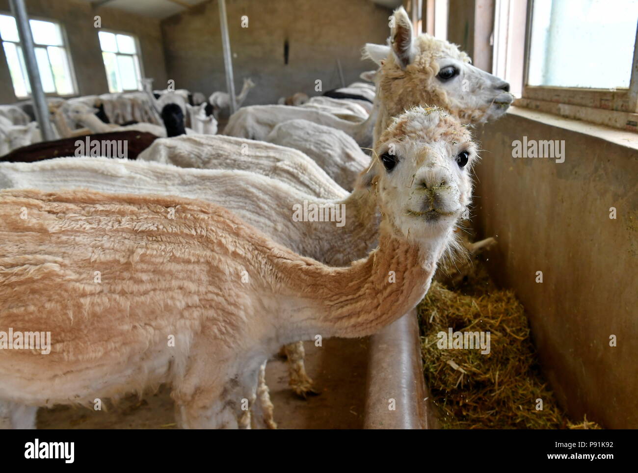 (180714) - YANGQU, Juli 14, 2018 (Xinhua) - alpakas Futters um das Alpaka Zucht in Yangqu County im Norden der chinesischen Provinz Shanxi, Juli 14, 2018 Essen. Liu Xuerong, einem verarmten Bauern aus Pingli Dorf Yangqu Grafschaft, hat noch nie etwas von Reich mit einer Herde von niedlichen Alpakas geträumt. Im Jahr 2014, als eine Zucht base der Tausend Alpakas gebaut wurde, Liu gestartet Einschiffen auf der Kultivierung die Australien stammen, Alpakas. Die Zucht Basis macht einen Profit von cub Zucht, wolle Produkte und Tourismus von Alpaka beobachten. Liu entsprechend erhält einen monatlichen Lohn von 3.000 Yuan (449 US Stockfoto