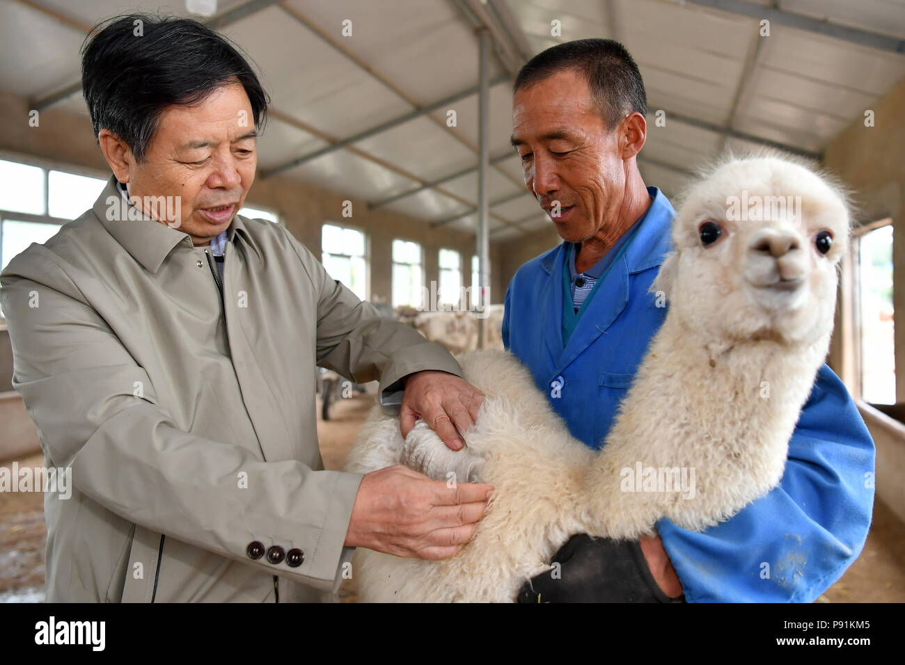 (180714) - YANGQU, Juli 14, 2018 (Xinhua) - Liu Xuerong (R) hilft ein Professor aus Shanxi Agricultural University das Alpaka in Yangqu County im Norden der chinesischen Provinz Shanxi, 10. Juli 2018 zu überprüfen. Liu Xuerong, einem verarmten Bauern aus Pingli Dorf Yangqu Grafschaft, hat noch nie etwas von Reich mit einer Herde von niedlichen Alpakas geträumt. Im Jahr 2014, als eine Zucht base der Tausend Alpakas gebaut wurde, Liu gestartet Einschiffen auf der Kultivierung die Australien stammen, Alpakas. Die Zucht Basis macht einen Profit von cub Zucht, wolle Produkte und Tourismus von Alpaka beobachten. Liu entsprechend Stockfoto