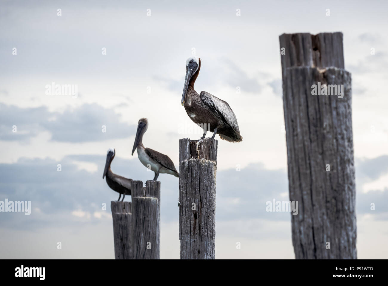 Drei Florida braune Pelikane thront auf Holz Beiträge in Fort Myers Beach, FL. Stockfoto