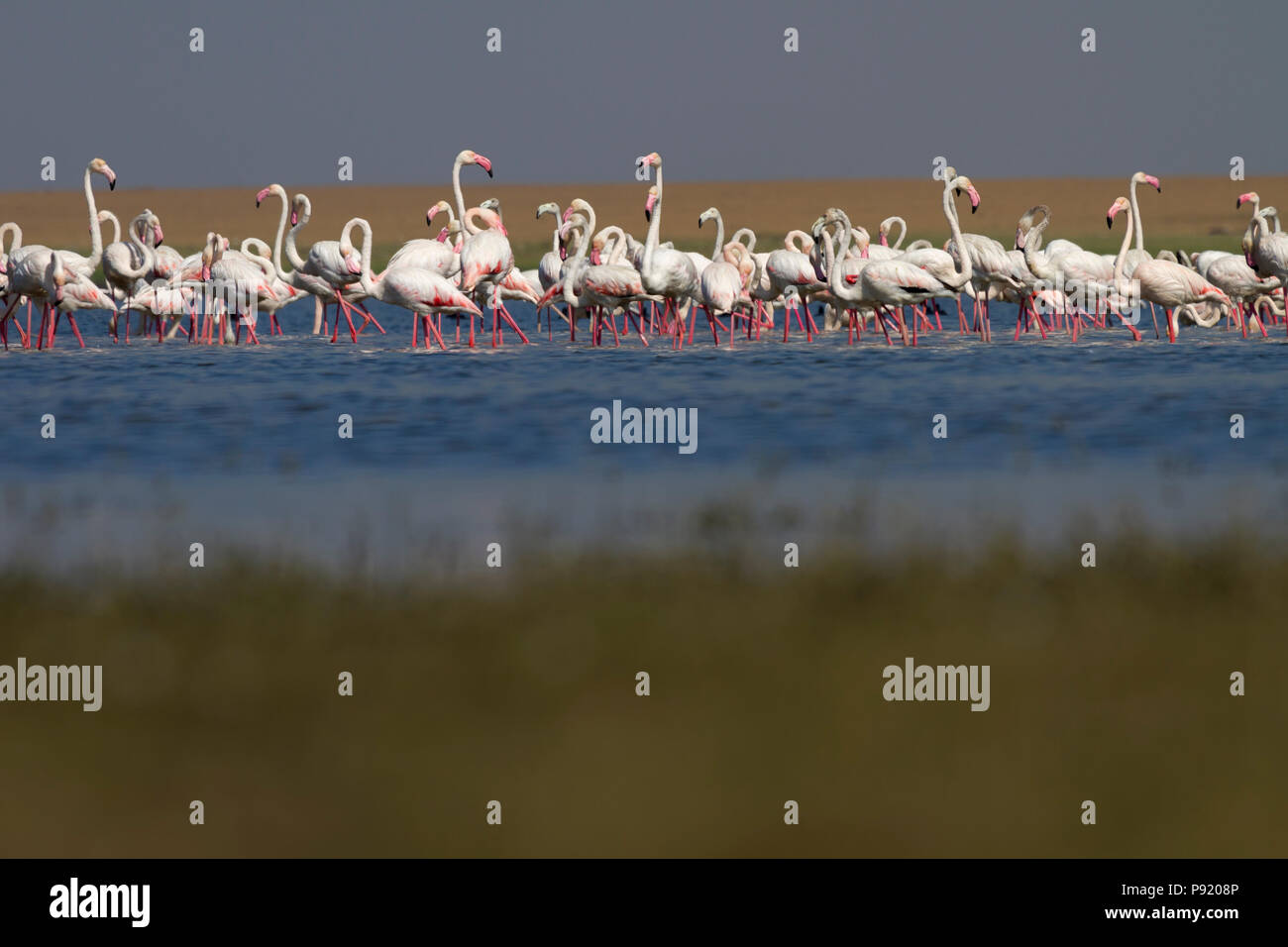 Flamingos in der Nähe von Jamnagar in Gujarat, Indien. Stockfoto