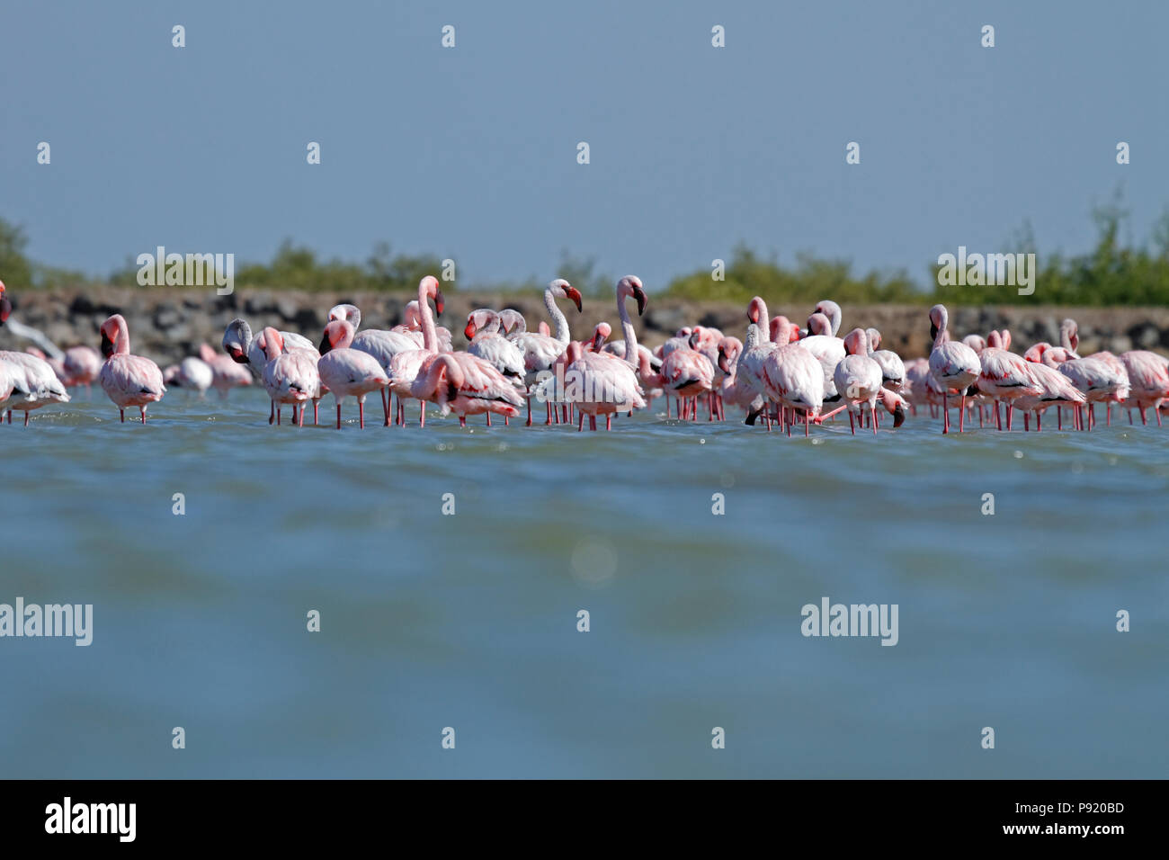 Flamingos in der Nähe von Jamnagar in Gujarat, Indien. Stockfoto
