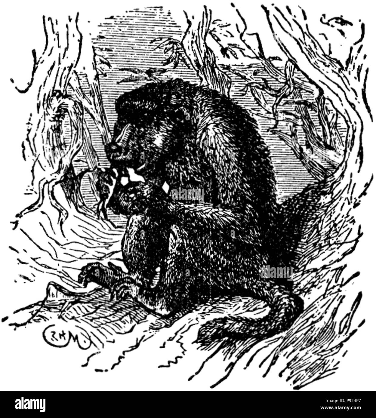 434 NSRW Pavian Stockfoto