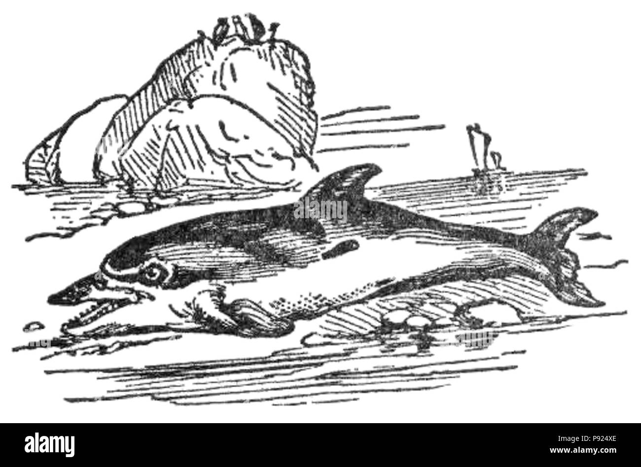 435 NSRW Common Dolphin Stockfoto