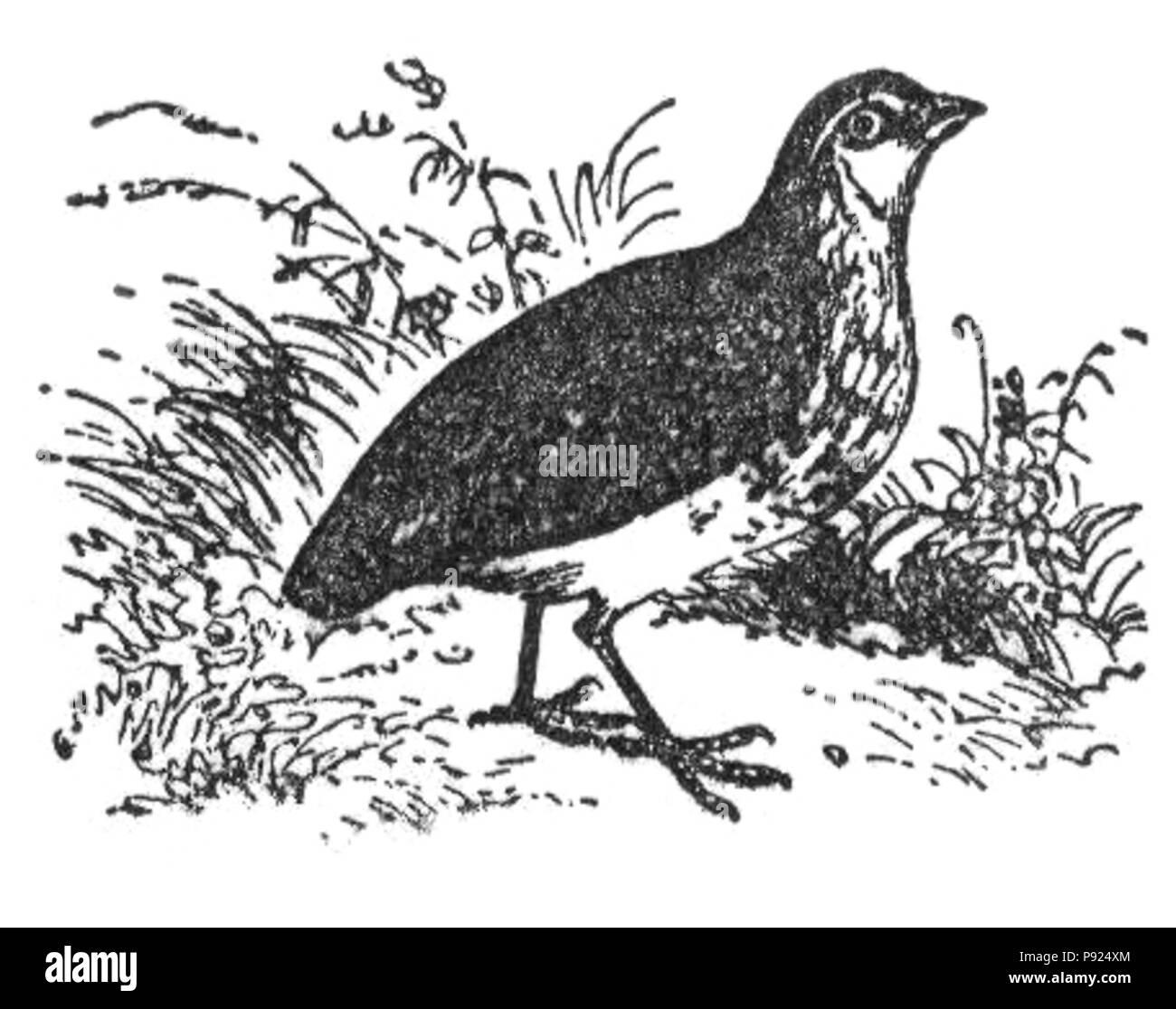 435 NSRW gemeinsame Wachtel Stockfoto