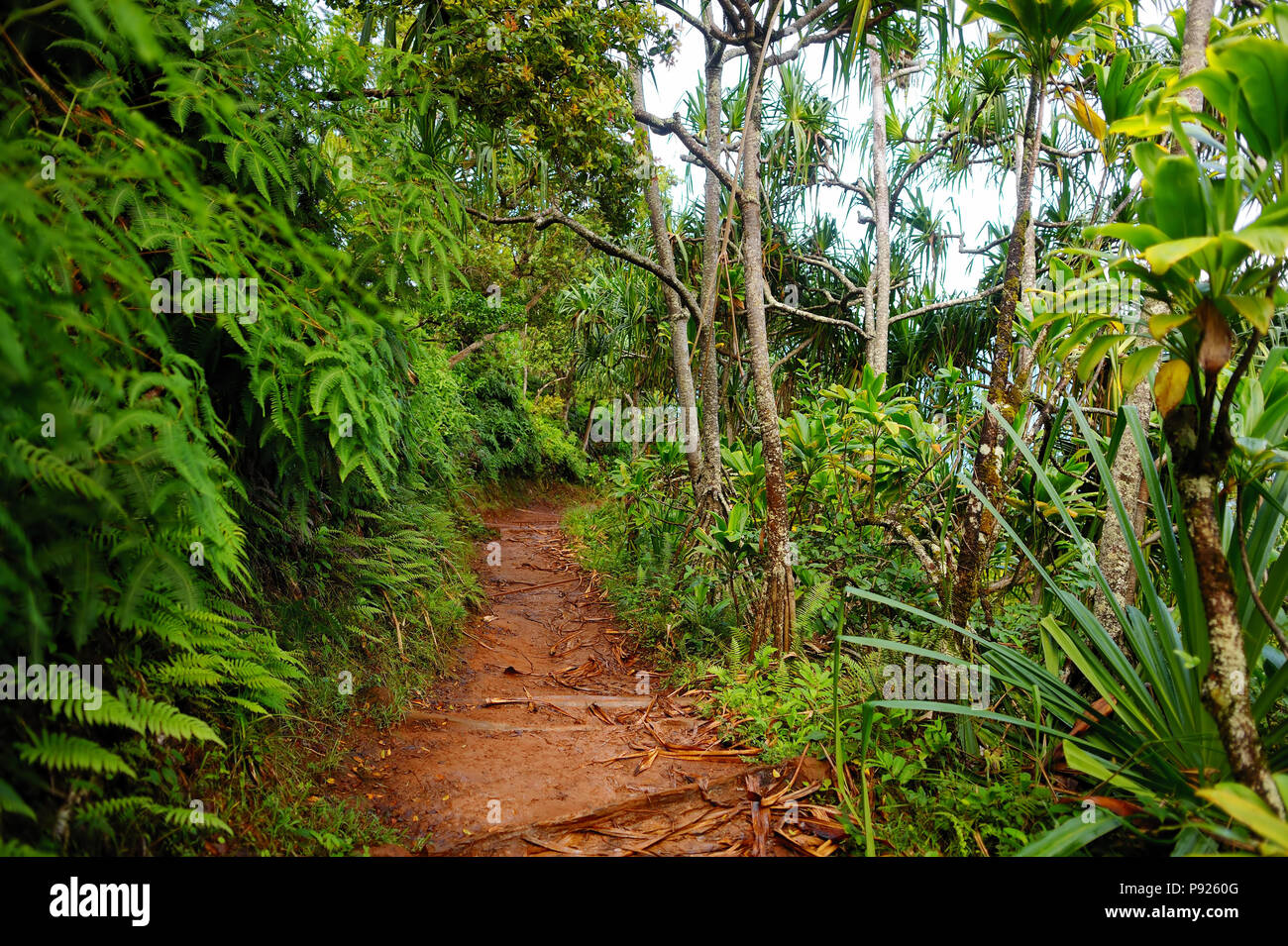 Einen atemberaubenden Blick auf die berühmte Kalalau Trail entlang der Na Pali Küste der Insel Kauai in Hawaii Stockfoto