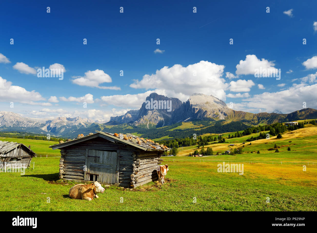 Kühe auf der Seiser Alm, der größten Hochalm Europas, atemberaubenden Rocky Mountains im Hintergrund. Südtirol Provinz von Italien, Dolo Stockfoto