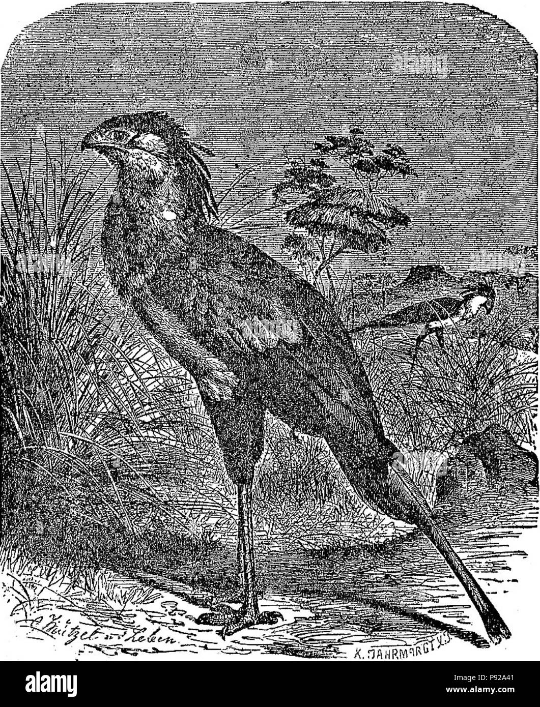 . 438 NSRW Secretary-Bird Stockfoto