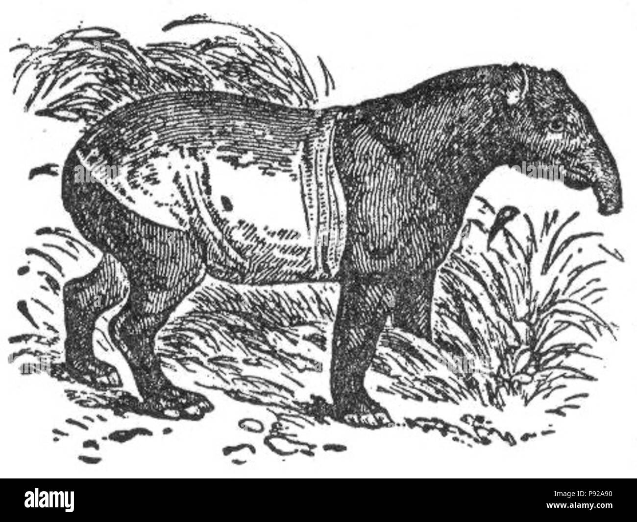. 438 NSRW Tapirus indicus Stockfoto